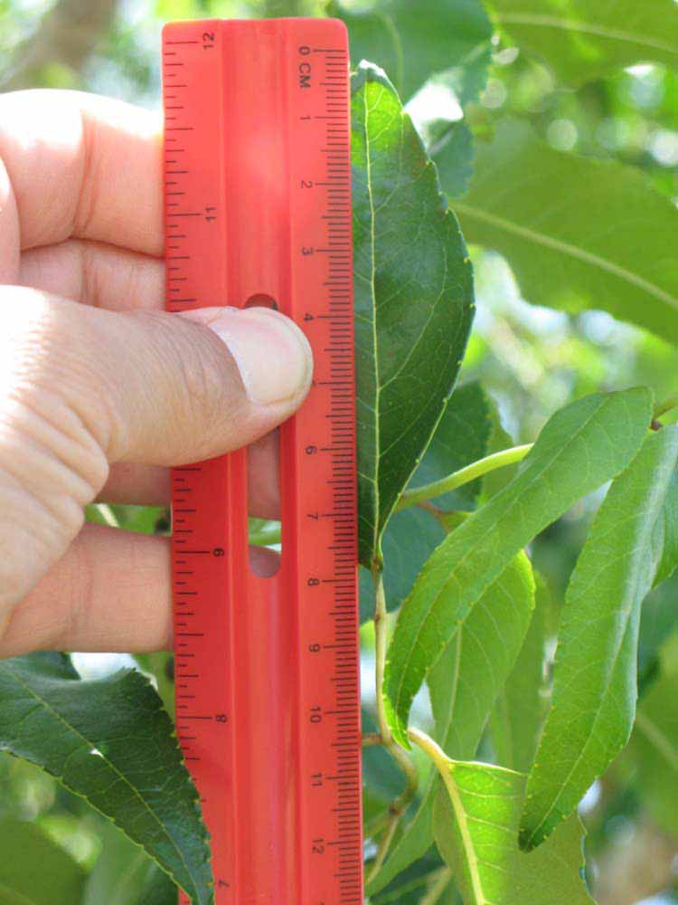               Leaflet (Winter Haven, FL)       